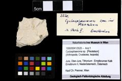 Foto (Objekt + Etiketten) von Cyclosphaeroma sp. 